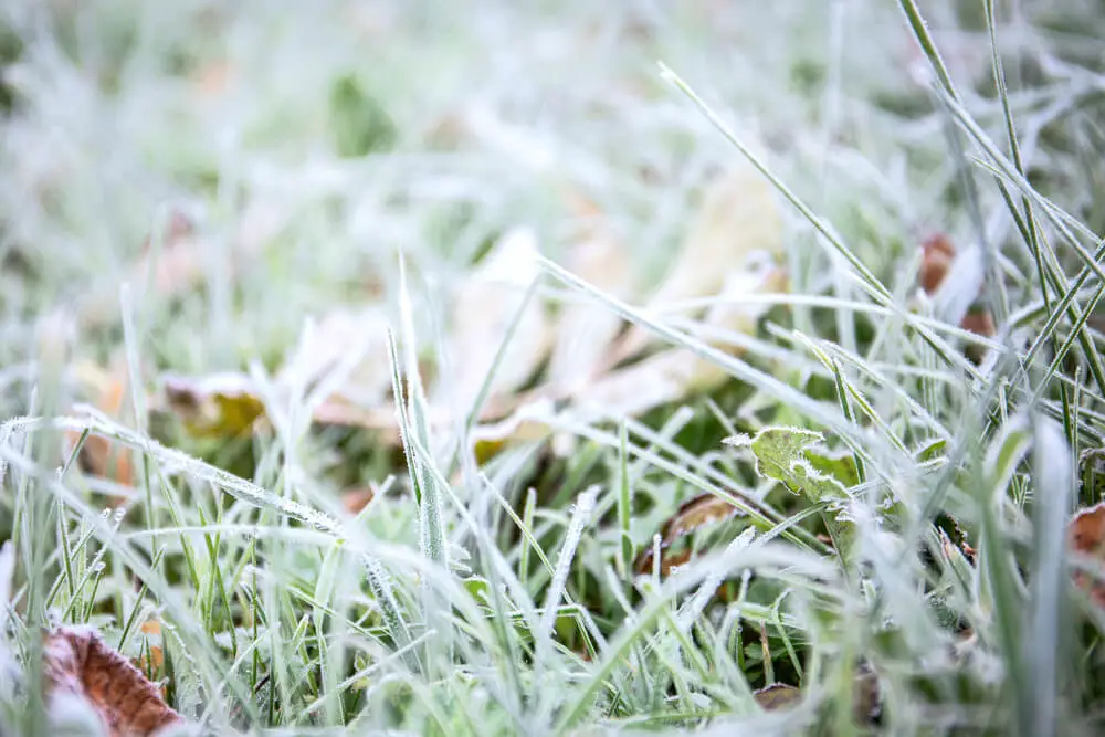 How to Protect New Grass from Frost