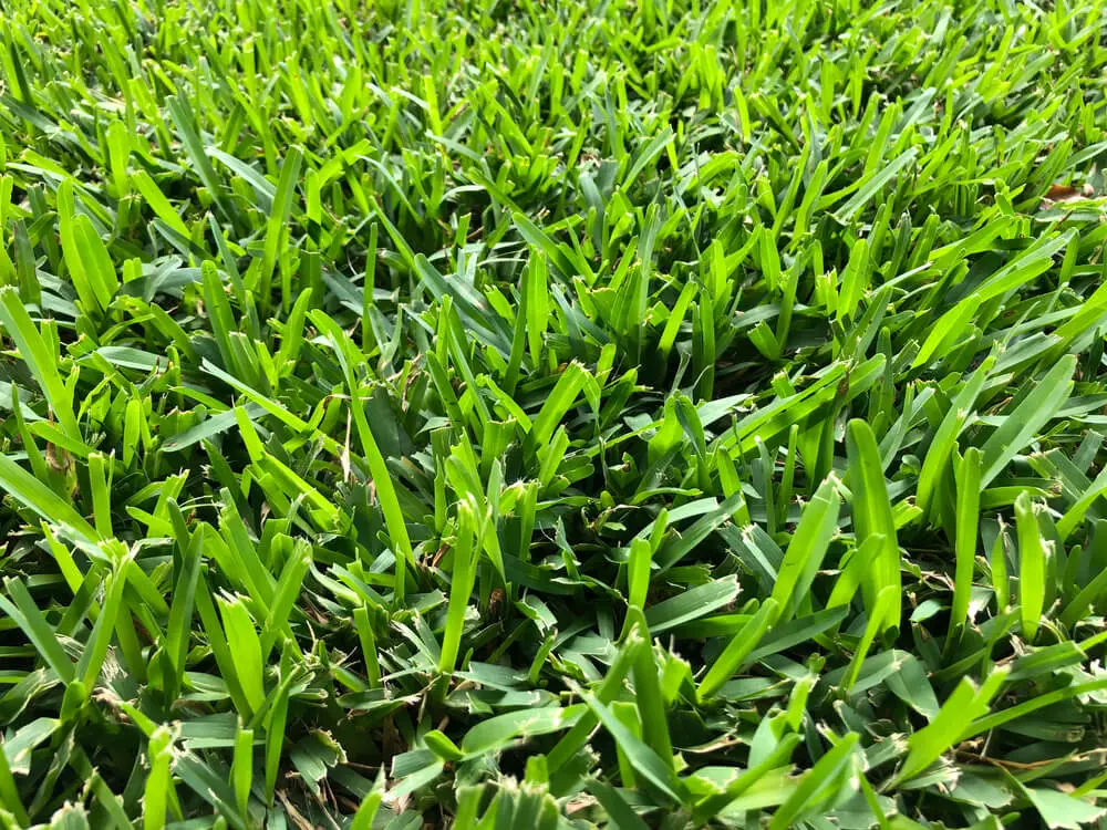 how-to-revive-st-augustine-grass-thankyourlawn