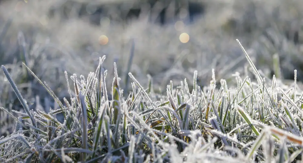 will frost damage fresh cut grass